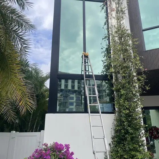 Extension ladder up a two-storey wall of glass, bougainvillea at the base